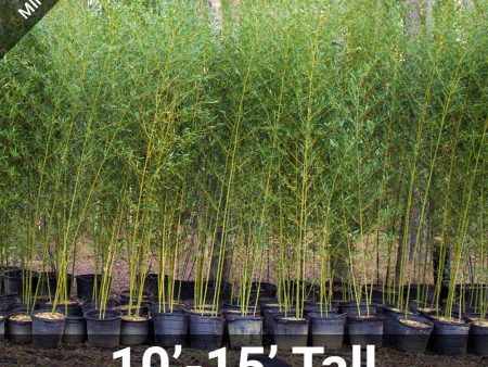 10 -15  Feet Tall Bamboo (15 Gallon) For Sale