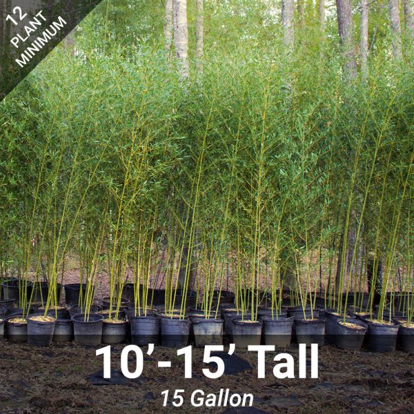 10 -15  Feet Tall Bamboo (15 Gallon) For Sale