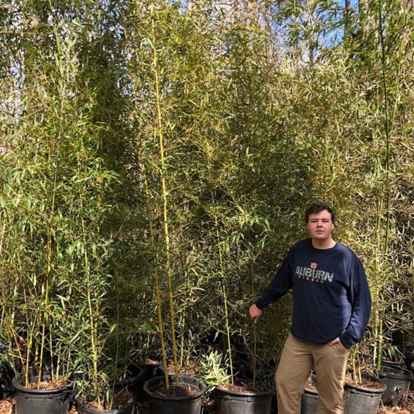 10 -15  Feet Tall Bamboo (15 Gallon) For Sale