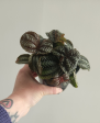 Pilea Norfolk (Friendship Plant) Online