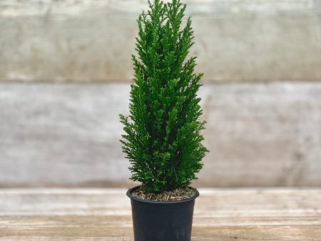 4  European Cypress Cheap