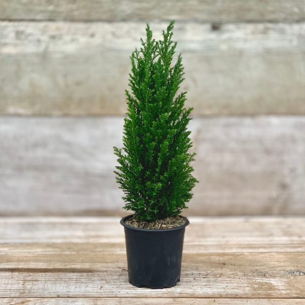 4  European Cypress Cheap