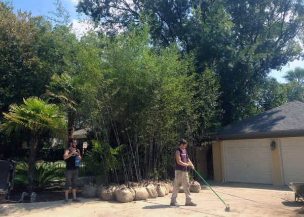 15 -25  Feet Tall Bamboo (30 Gallon) For Cheap