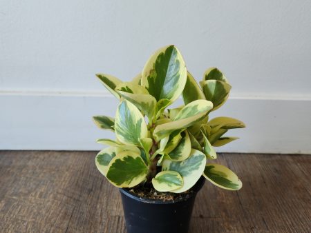 4  Peperomia Pepperface Online