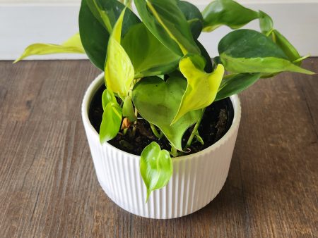 6  Philodendron Cordatum Online Hot Sale