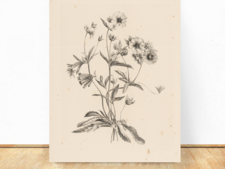 Vintage Art Print- Flowers Discount