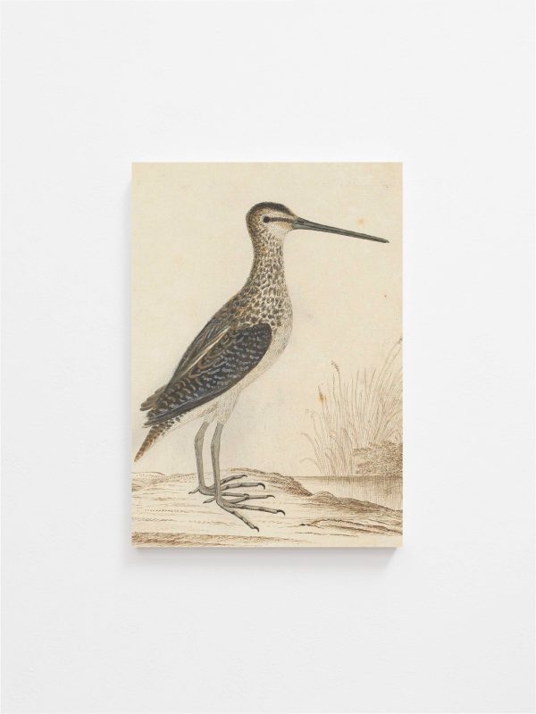 Sea Life Vintage Art Print Sale