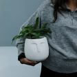 Doux - Desk Planter for gifting Online now