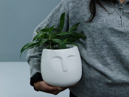 Doux - Desk Planter for gifting Online now