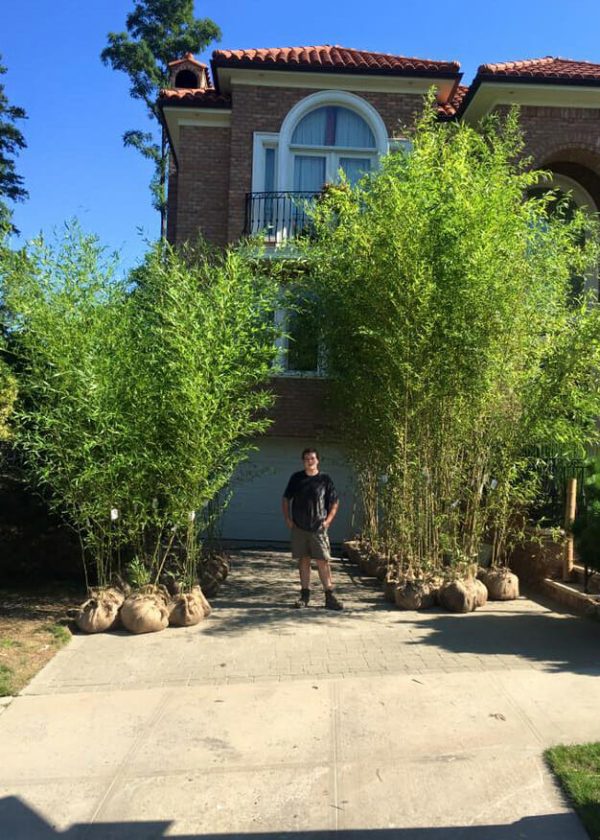 15 -25  Feet Tall Bamboo (30 Gallon) For Cheap