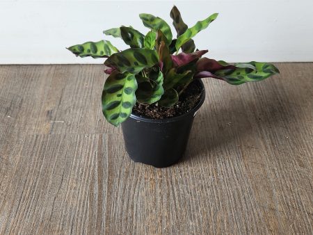 Rattlesnake Plant 4  Cheap