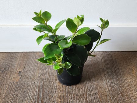 Lipstick Plant 4  Discount