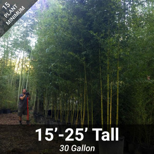 15 -25  Feet Tall Bamboo (30 Gallon) For Cheap