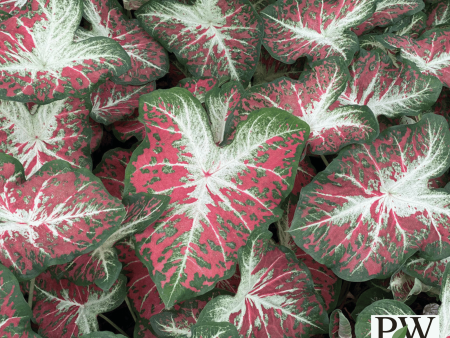 Heart to Heart® Dawn To Dusk Jumbo Caladium Bulbs Supply