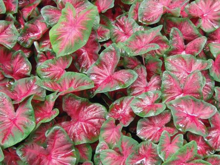 Red Alert Jumbo Caladium Bulbs Online