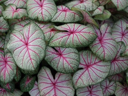 Summer Breeze Jumbo Caladium Bulbs on Sale