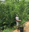 15 -25  Feet Tall Bamboo (30 Gallon) For Cheap