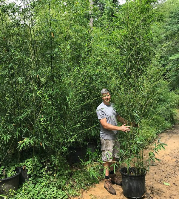 15 -25  Feet Tall Bamboo (30 Gallon) For Cheap