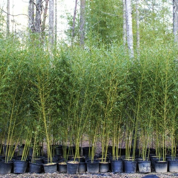 15 -25  Feet Tall Bamboo (30 Gallon) For Cheap