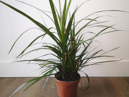 6  Dragon Tree (Dracaena) Sale