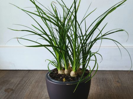 4  Ponytail Palm Online Hot Sale