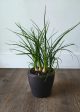 4  Ponytail Palm Online Hot Sale