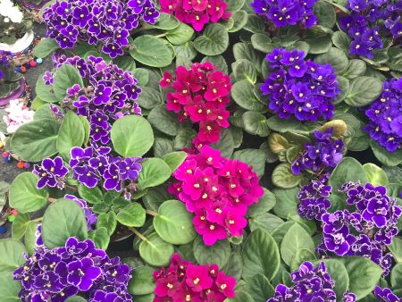 African Violets Online