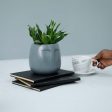 Doux - Desk Planter for gifting Online now